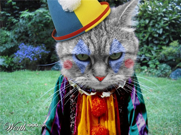 clowncat.jpg
